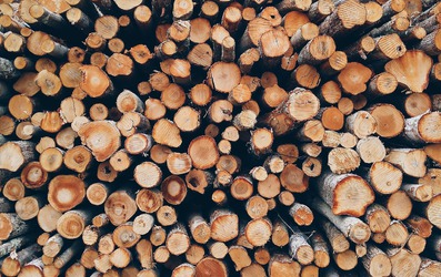 Популярные виды древесины для бруса