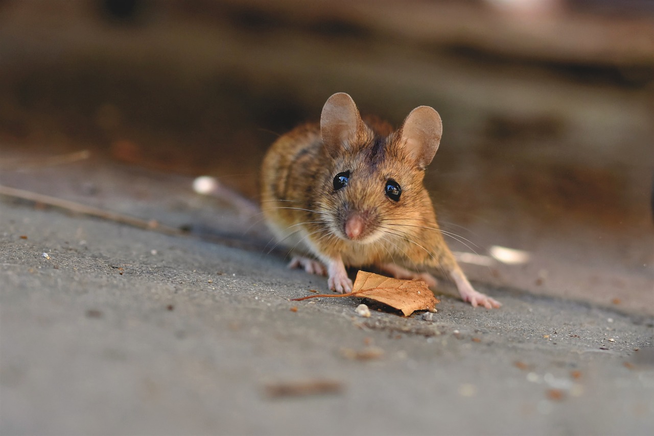 Металлическая сетка — эффективное средство от мышей и грызунов в брусовом доме